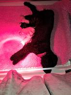 3 Labradoodle pups medium blond en zwart, Overige rassen, 8 tot 15 weken, Meerdere, Meerdere dieren