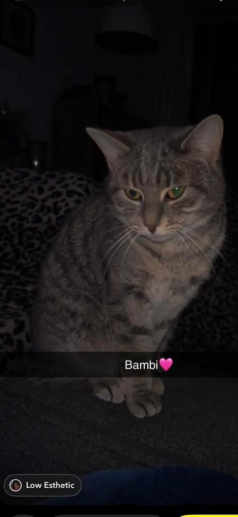 Moeder en zoon katten, Dieren en Toebehoren, Katten en Kittens | Overige Katten, Kortharig, Meerdere dieren, 0 tot 2 jaar