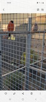 Noordse goudvinken, Dieren en Toebehoren, Meerdere dieren