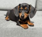BLACK-TAN dwerg teckel teefje, Rabiës (hondsdolheid), 8 tot 15 weken, Korthaar, Teef