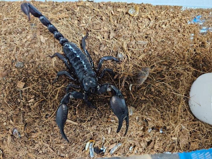Hetrometrus Silenus Aziatische Bosschorpioen, Dieren en Toebehoren, Insecten en Spinnen, Spin of Schorpioen