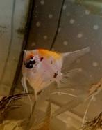 Volwassen koi maanvis €9.50, Dieren en Toebehoren, Vissen | Aquariumvissen, Vis, Zoetwatervis