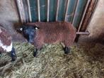 Luxe blauwe texelaar ram dekram, Dieren en Toebehoren, Schapen, Geiten en Varkens, Mannelijk, Schaap, 0 tot 2 jaar