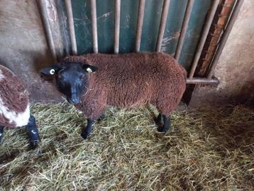 Luxe blauwe texelaar ram dekram  beschikbaar voor biedingen