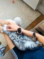Gezocht! Dekkater gewone kat eenmalig voor poes van 1,5, Dieren en Toebehoren, Katten en Kittens | Dekkaters
