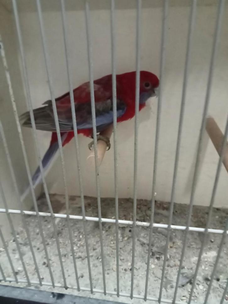 Mooie pennant cinnemon pop, Dieren en Toebehoren, Vogels | Parkieten en Papegaaien, Parkiet, Vrouwelijk