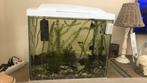 Aquarium met mollie’s, Dieren en Toebehoren, Vissen | Aquariumvissen, Vis