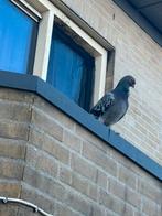 Mooi duiven, Dieren en Toebehoren, Vrouwelijk, Overige soorten