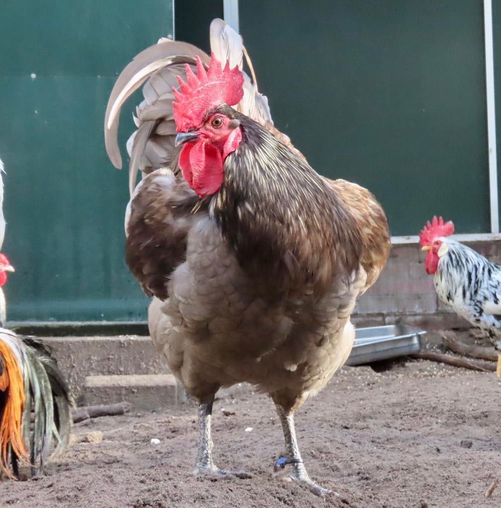 Onyx, mooie grote haan, Mannelijk, Kip