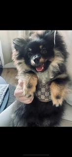 Lief pomeriaan hondje Pablo, Dieren en Toebehoren, 15 weken tot 1 jaar, Reu, Eén hond, Nederland