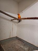 Zonparkiet pop, Vrouwelijk, Parkiet, Geringd