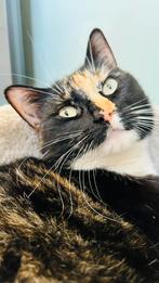 Lieve poes van 2,5 jaar oud zoekt nieuwe mandje, Dieren en Toebehoren, Katten en Kittens | Overige Katten, Poes, Kortharig, 0 tot 2 jaar