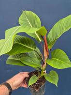 Philodendron Geniculatum p14 (2), Ophalen of Verzenden, Halfschaduw, Minder dan 100 cm