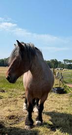 Lieve 10 jarige ruin, Dieren en Toebehoren, Paarden, Ruin, Zadelmak, 7 tot 10 jaar, Recreatiepaard