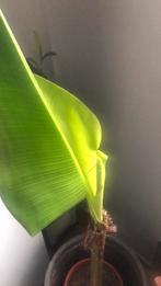 Kamerplant, Huis en Inrichting, Kamerplanten, Ophalen of Verzenden, Halfschaduw, Minder dan 100 cm