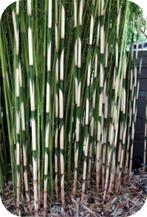 Bamboe Fargesia robusta Campbell, 11,- pst., woekert niet, Ophalen of Verzenden, In pot