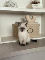 Britse korthaar kitten zuiver bleu point, Dieren en Toebehoren, Katten en Kittens | Raskatten | Korthaar, Kater, Ontwormd