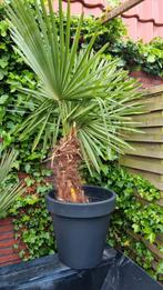 Palmboom stam 50cm, Volle zon, Ophalen of Verzenden, Palmboom, 100 tot 250 cm