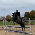Verzorgpony/paard/shet gezocht., Ophalen, Nieuw