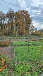Gleditsia, valse christusdoorn. Opgekweekt uit zaad., Tuin en Terras, Volle zon, Bloeit niet, 100 tot 250 cm, Overige soorten