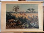 Aan de rand der Kalahari, Antiek en Kunst, Ophalen of Verzenden, Natuur en Biologie