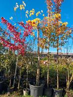 Moerbei Dakboom - Morus Alba Fruitless, mooie dikke boom!, Bloeit niet, Ophalen of Verzenden, Dakboom, 250 tot 400 cm