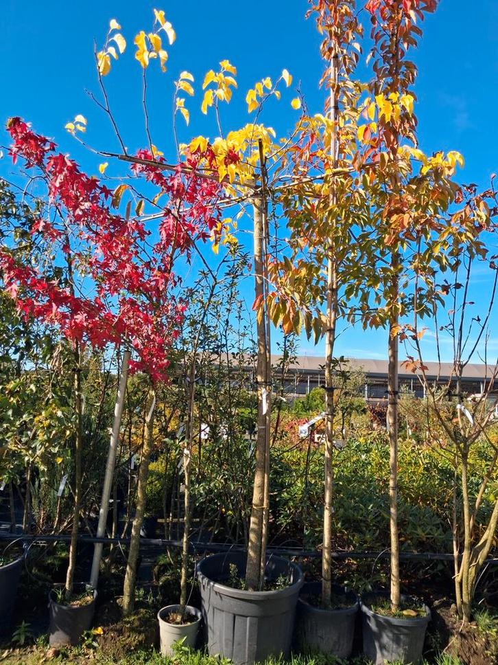 Moerbei Dakboom - Morus Alba Fruitless, mooie dikke boom!, Tuin en Terras, Planten | Bomen, Dakboom, 250 tot 400 cm, Volle zon