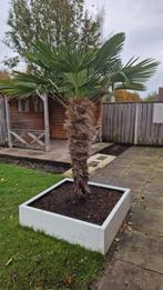 Palmbomen - Zelf uitgraven!, Overige soorten, Volle zon, Vaste plant, Ophalen of Verzenden