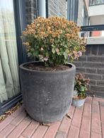 Bloempotten - 2 stuks, Tuin en Terras, Bloembakken en Plantenbakken, Ophalen, Gebruikt, Minder dan 60 cm, Rond