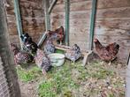 Gezocht: Wyandotte hanen, Dieren en Toebehoren, Pluimvee, Mannelijk, Kip