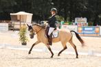 Top FEI dressuur D pony, Dieren en Toebehoren, Paarden, Merrie, ZZ, Minder dan 160 cm, Gechipt