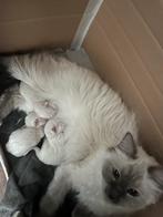 Mooie Ragdoll kittens, Dieren en Toebehoren, Katten en Kittens | Overige Katten, Langharig, 0 tot 2 jaar