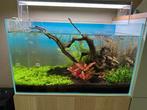 Aquarium 60p + Twinstar 600EC + Oase BioMaster Thermo 350, Ophalen, Zo goed als nieuw, Gevuld zoetwateraquarium