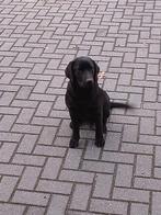 Zwarte Labrador teefje, Dieren en Toebehoren, Honden | Retrievers, Spaniëls en Waterhonden, 15 weken tot 1 jaar, Teef, Labrador retriever
