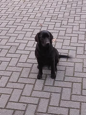 Zwarte Labrador teefje beschikbaar voor biedingen