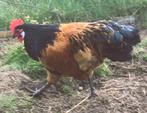 Gratis vorkwerk haan, Dieren en Toebehoren, Mannelijk, Kip
