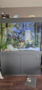 Groot aquarium compleet optic white glas, Ophalen, Gebruikt, Gevuld zoetwateraquarium