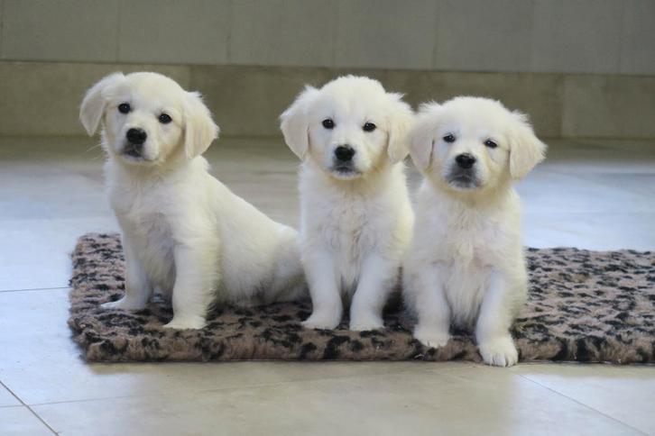 Golden Retriever pups, Dieren en Toebehoren, Honden | Retrievers, Spaniëls en Waterhonden, Reu, Overige rassen, Fokker | Professioneel