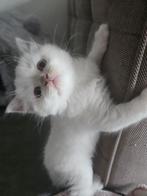 Schattige Kittens Zoeken Een Nieuw Thuis 

Onze mooie e, Dieren en Toebehoren, Katten en Kittens | Raskatten | Langhaar, Meerdere dieren