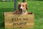 Nova duck scotia tolling retriever pup, Dieren en Toebehoren, Honden | Retrievers, Spaniëls en Waterhonden, België, 15 weken tot 1 jaar