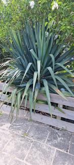 Grote yucca, Tuin en Terras, Planten | Tuinplanten, Zomer, Ophalen of Verzenden, Overige soorten, Volle zon