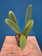 Orchidee Bulbophyllum Rothschildiana p9 (1), Huis en Inrichting, Kamerplanten, Ophalen of Verzenden, Halfschaduw, Minder dan 100 cm