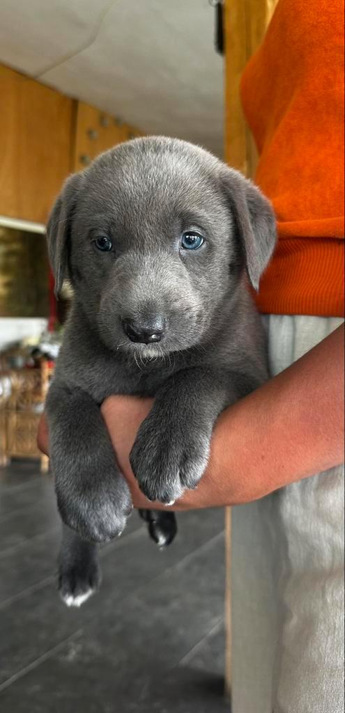Borador, Dieren en Toebehoren, Honden | Niet-rashonden, Meerdere dieren, Particulier, Meerdere, België, 8 tot 15 weken, CDV (hondenziekte)