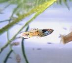 Yellow tiger raszuiver endler (Guppen / gup), Dieren en Toebehoren, Vis, Zoetwatervis, Schoolvis