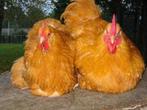 Orpington groot | Rustige kippen | Mooie dieren, Meerdere dieren, Kip