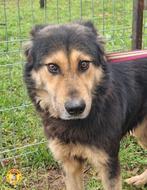 Knappe Sabina en Silviu ter adoptie!, Dieren en Toebehoren, Honden | Niet-rashonden, Particulier, Rabiës (hondsdolheid), Buitenland