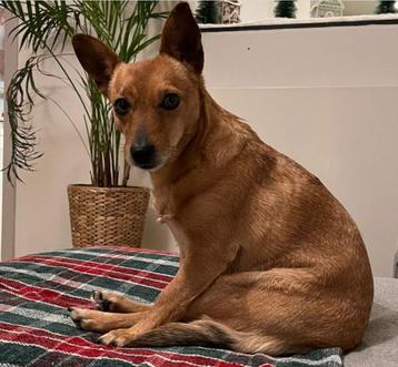 Lief klein meisje Maya, 3.5 jaar oud,  gewicht 7 kg.  beschikbaar voor biedingen