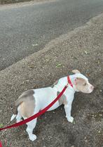 Dior | American Bully Teef van 11 maanden, Dieren en Toebehoren, Rabiës (hondsdolheid), 15 weken tot 1 jaar, Overige rassen, Teef