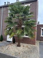Palm, Bloeit niet, 250 tot 400 cm, Palmboom, Ophalen