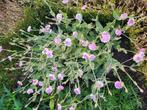 Zaden Lychnis coronaria Angel's blush, Verzenden, Volle zon